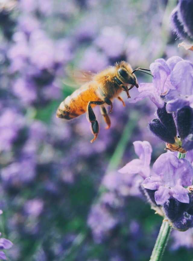 How to Get Rid of Honey Bees Without Killing Them Native Garden