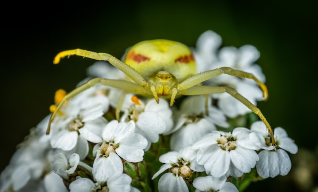 crab spider on flowers