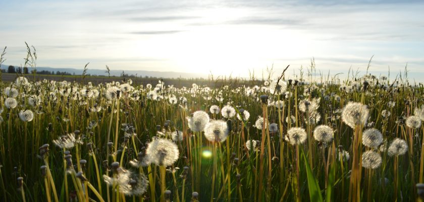 dandelion flower on green grass field