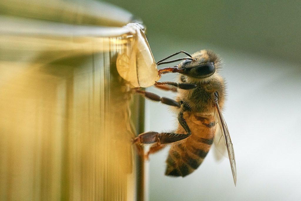 How to Get Rid of Honey Bees Without Killing Them Native Garden