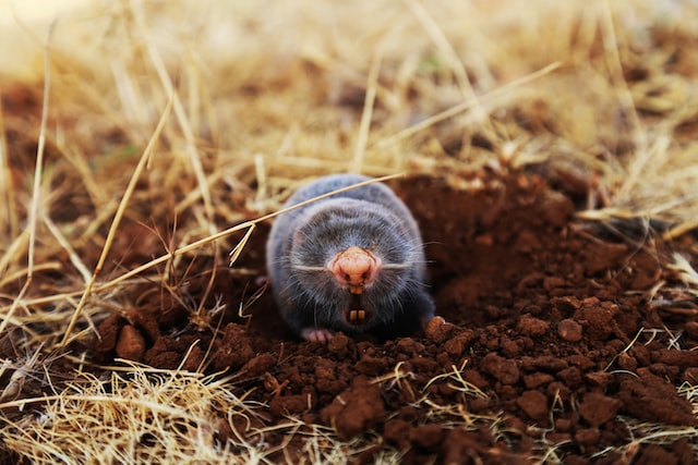 mole on ground