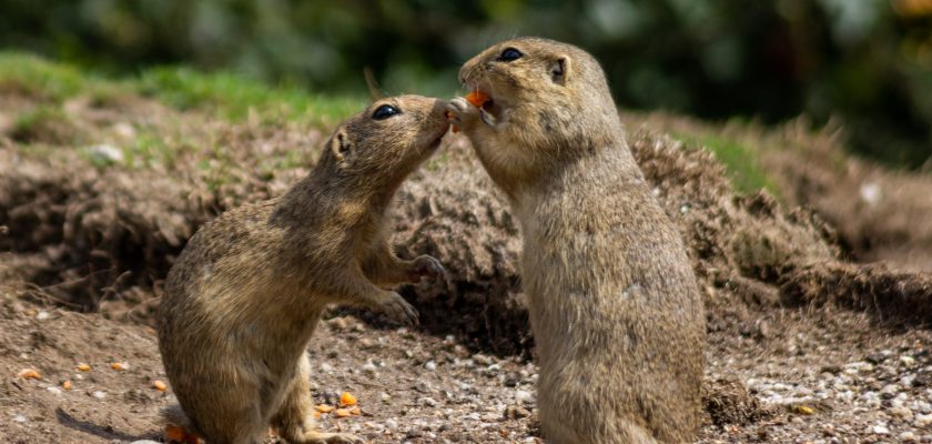 two brown gophers